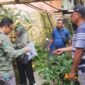 Balai Besar Perbenihan dan Proteksi Tanaman Perkebunan (BBPPTP) Ambon sertifikasi benih Pala Tomandin Fakfak.
